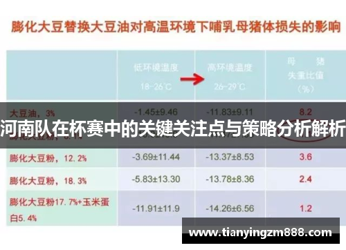河南队在杯赛中的关键关注点与策略分析解析